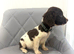 4 beautiful puppy's looking new home