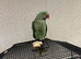 Alexandrine Parakeet - 2 years old