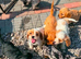 8 cavapoo & 5 dash hound x Doxiepoo puppies available now