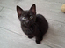 Lovely Kittens