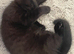 black bengal kitten -10 weeks old available now