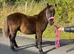 Registered standard Shetland colt