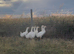 Embden goslings for sale