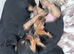 5 Yorkshire terrier puppies READY FRIDAY