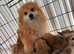 1 boy 10 week old pomapoo