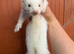 Marked white angora ferret