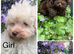 Tiny Beautiful Schnoodle Puppies