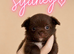 Stunning chihuahua puppies