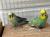 Pair of budgies