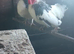 Pair of light Sussex Bantams