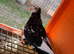 Young Pigeons for Sale