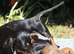 Miniature Dachshund Puppies