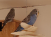 This year's budgies