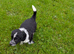 Beautiful cocker spaniel X border collie puppies for sale
