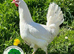 WHITE STAR HATCHING EGGS