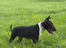 English Bull Terrier Male