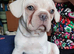 Ready Now: Fully Vaccinated & Premium DNA-Tested French Bulldog Puppies