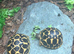 Baby Indian star tortoises