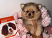 Teacup Russian Pomeranian Puppies Available