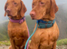 Stunning Hungarian Vizsla puppies available