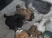 Boy lhasa apso