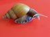 RODATZI GIANT AFRICAN LAND SNAILS