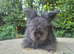 Full face angora buck