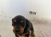 Pip jack Russel x Daxie puppies