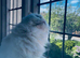STUNNING doll face Persian girl. Sweet Princess Loving Affectionate Blue Eyes Pure White Persian Female, NOT Deaf  Rare stunning friendly playful girl