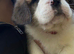 8 gorgeous healthy pups