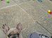 Tia the frenchie