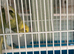 Adult budgie