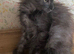Pure Bred Maine Coon Kittens Russian Lines Males