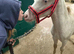 Aladdin - Stunning Show Type Welsh Colt