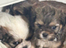 3 Gorg Babies