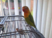 3 fischers lovebirds for sale
