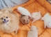 Ready now - Pomeranian puppies
