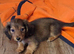 Tiny longhaired dachshunds