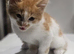 I have a litter of 5 mixed colored kittens for sale