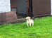UNEXPECTEDLY FOR SALE Labrador dog puppy