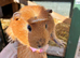 Make guinea pigs