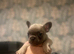 4 male French bulldogs