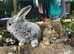 Two beautiful boys looking for a forever home