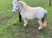 Super Safe Registered Shetland Gelding For Sale