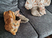Bengal kittens - 2 grey boys available