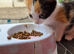 8 weeks old kitten