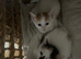 4 kittens ready to go this weekend