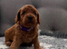 F1BB 3rd generation. miniature labradoodles