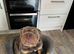 Male English bulldog 3 years