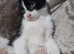 Black & white fluffy male kitten
